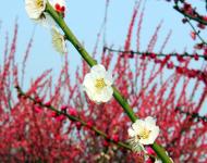 这个春天邀你正阳来赏花