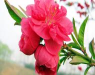 此时的正阳田野游人如织到处都能听到游人的称叹和欢笑。踩着松软的泥土，竟有些飘飘然了！