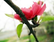 这个春天邀你正阳来赏花