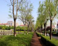 雨后的驻马店新区到处充满春的气息，