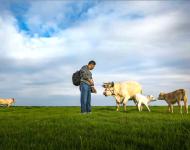 拍摄前与牛对话，讲解姿势要领