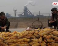 大杨官营村村民吴国兴和老伴张苏琴住的房子离燕山钢铁厂最近，每天早晨开门，地上都有一层灰尘，平时窗门不敢开，晒在屋顶上的玉米被燕山钢铁厂的烟尘覆盖了一层灰。