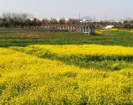 桃花粉色透着红，  菜花金黄耀眼明; 青涩河水映倒影,游客随景望返程;练江河畔景迷醉,花草粘衣也留情;在过时日蜂蝶舞;穿梭丛林别样情。（摄影/张斌）
