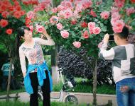 又是一年月季花开时，驻马店中心城区各个游园里的月季花开正旺 。